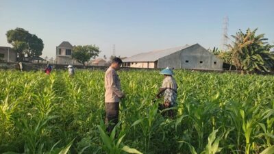 Sinergi Polisi dan Petani Desa Kuranji Dalang Dukung Program Ketahanan Pangan Nasional