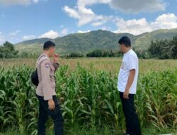 Pendampingan Petani Jagung oleh Polsek Kuripan, Dorong Ketahanan Pangan Lombok Barat