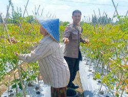 Dari Pekarangan Jadi Pangan: Inisiatif Bhabinkamtibmas Perampuan di Karang Bayan