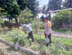 Dukungan Polri Bagi Petani Dusun Tegal: Langkah Nyata Kemandirian Pangan Jagaraga
