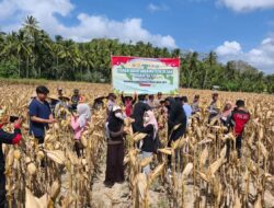 Panen Raya Jagung di Desa Pelangan, Polsek Sekotong Perkuat Ketahanan Pangan