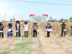 Polres Lombok Barat Gelar Panen Raya Jagung Serentak di Lembar dan Sekotong