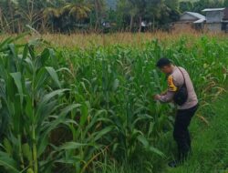 Bhabinkamtibmas Kuripan Selatan Dorong Optimalisasi Pertanian Jagung ke Bulog
