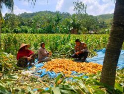 Sinergi Polri dan Petani Eyat Mayang untuk Perkuat Ketahanan Pangan Nasional