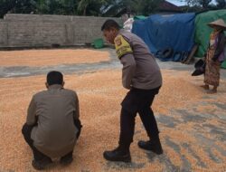 Polsek Sekotong Kawal Survei Jagung, Temukan Masalah Distribusi di Desa Kedaro