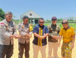 Jagung Desa Beleka dengan Kadar Air 10,3 KA Siap Serap Bulog NTB