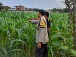 Bhabinkamtibmas Turun ke Sawah, Dorong Petani Jagung di Gelogor Semangat Bertani