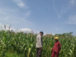 Tanpa Kendala Pupuk, Petani Jagung di Lombok Barat Semakin Optimis