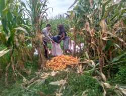 Sinergi Polri dan Warga Desa Jagaraga Bangun Kemandirian Pangan