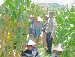 Bhabinkamtibmas Kawal Panen Jagung, Petani Babussalam Tersenyum Lega