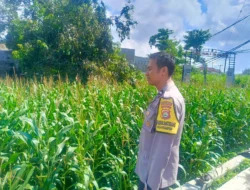 Kehadiran Polisi di Ladang Jagung, Bukti Sinergi Polri dan Petani di Lombok Barat