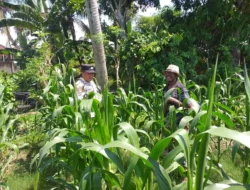 Polsek Kuripan Turun ke Sawah, Dukung Petani Tingkatkan Produksi Jagung