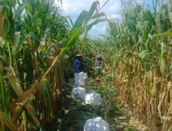 Polres Lombok Barat Kawal Stabilitas Harga Beras untuk Lindungi Warga