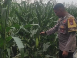 Bhabinkamtibmas Turun ke Sawah, Petani Lombok Barat Kian Semangat