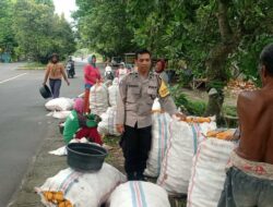 Sinergi Petani dan Polri di Lombok Barat Hasilkan Panen Jagung Melimpah