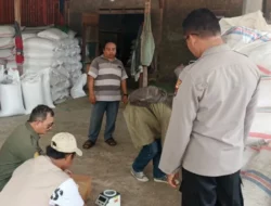 Kualitas Jagung Batulayar Capai Standar BULOG, Polsek Apresiasi Petani
