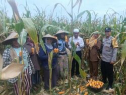 Panen Jagung di Babussalam, Polri Jadi Sahabat Petani Lombok Barat