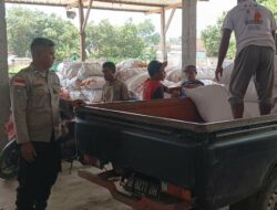Polsek Sekotong Jamin Jagung Petani Terserap Bulog Tanpa Hambatan