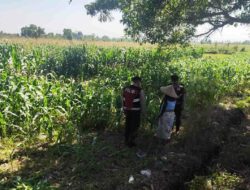 Patroli Ketahanan Pangan: Sinergi Polres Lobar dan Petani Jagung