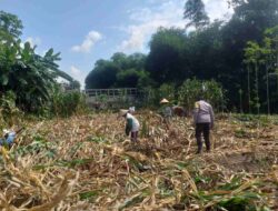 Kemandirian Pangan: Bhabinkamtibmas Kuripan Kunjungi Petani Jagung