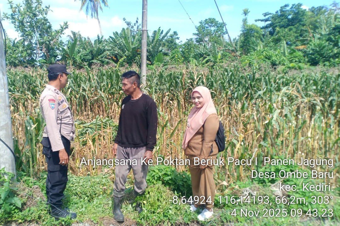 Bhabinkamtibmas Kediri Lobar dan PPL Tinjau Panen Jagung, Jaga Kestabilan Pangan Desa