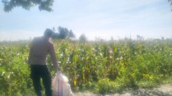 Jagung Lelede Panen Raya, Polri Pastikan Proses Aman dan Harga Stabil