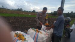 Harga Jagung di Lombok Barat: Polisi Imbau Petani Jual ke Bulog