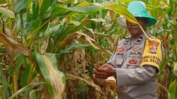 Bhabinkamtibmas Desa Beleka Dampingi Petani Serahkan Hasil Panen ke Bulog