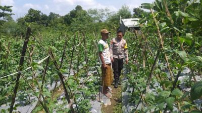 Benteng Pangan Mikro: Bhabinkamtibmas Motivasi Warga Lombok Barat Garap Lahan Produktif