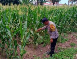 Sinergi Polsek Labuapi Perkuat Ketahanan Pangan Desa