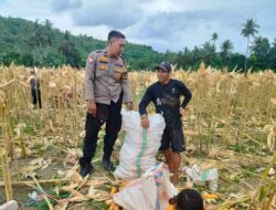 Demi Stok Pangan Nasional, Polsek Lembar Ajak Petani Salurkan Jagung Varietas NK ke Bulog