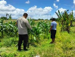 Strategi Polsek Labuapi Dukung Pangan: Jual Jagung ke Bulog & Tanam Pekarangan
