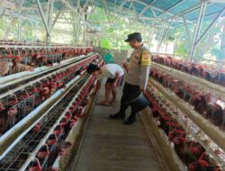 Kamtibmas Kondusif, Produksi Lancar: Peran Bhabinkamtibmas Bagi Peternak Ayam