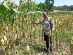 Strategi Polsek Labuapi Tingkatkan Produksi Jagung NTB