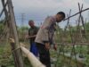 Polsek Sekotong Dampingi Petani Kuranji Dalang