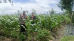 Langkah Polsek Gerung Optimalkan Potensi Tani di Beleka